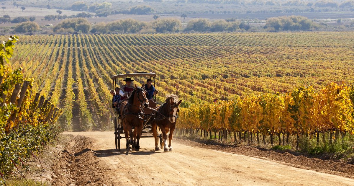 D.O. COLCHAGUA VALLEY, CHILE 2005 ヴィンテージ（Colchagua Valley 