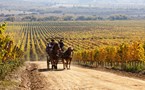 8550 Colchagua Valley Vineyards