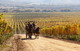 8550 Colchagua Valley Vineyards