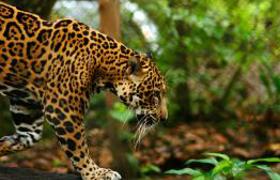 Belize Jaguar