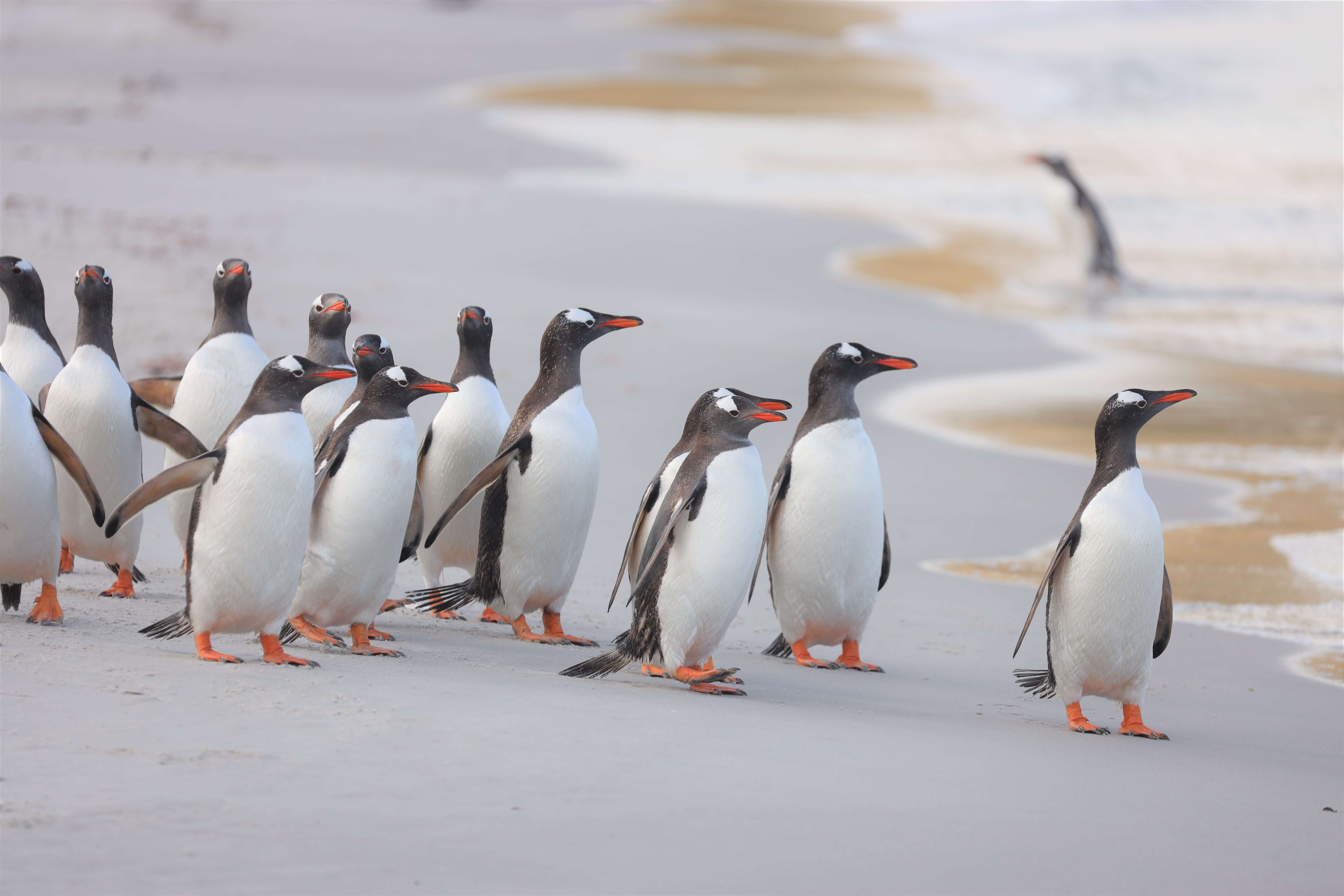Penguins