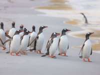 Penguins