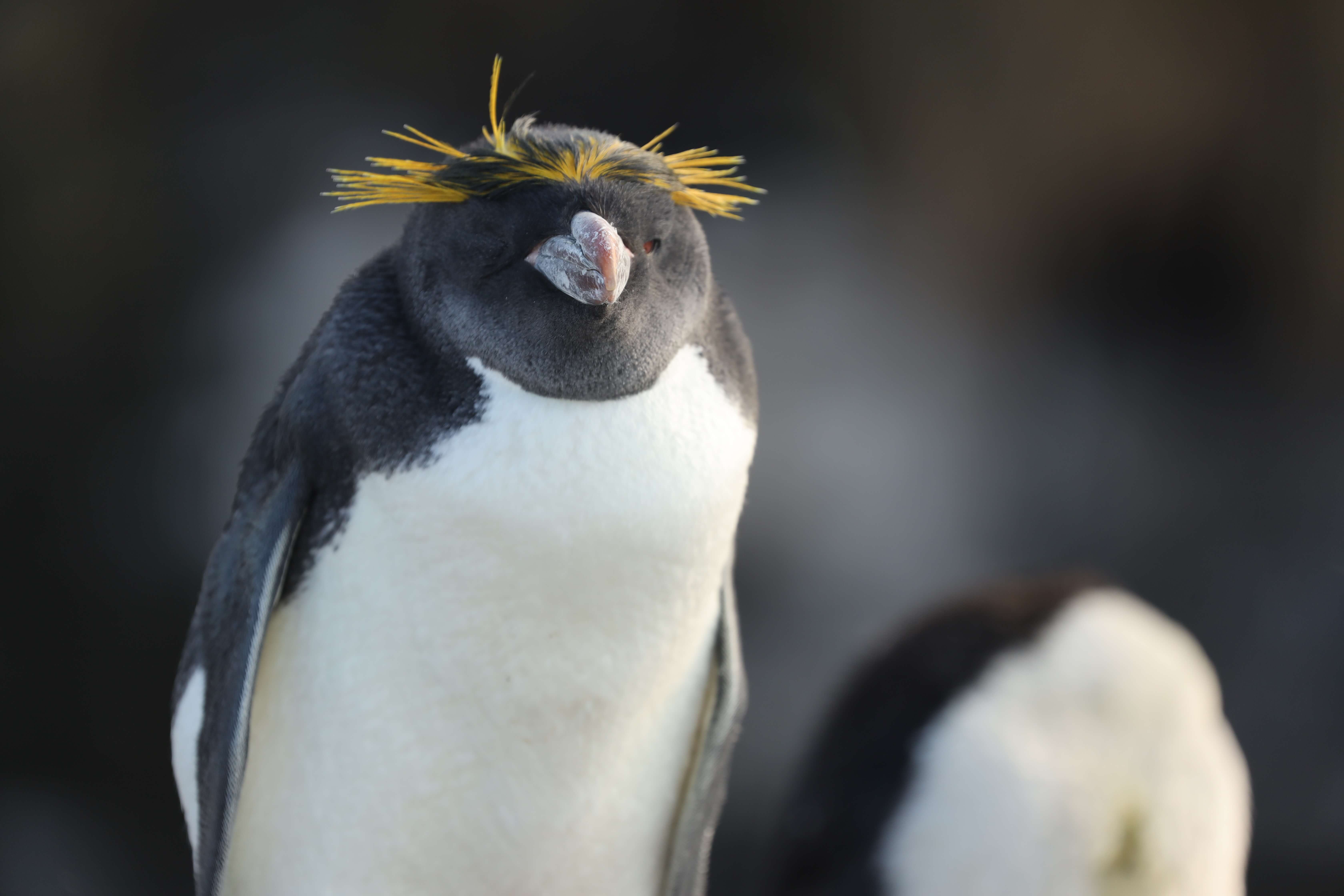 Falkland Islands intelligence overview