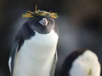 Rockhopper penguin