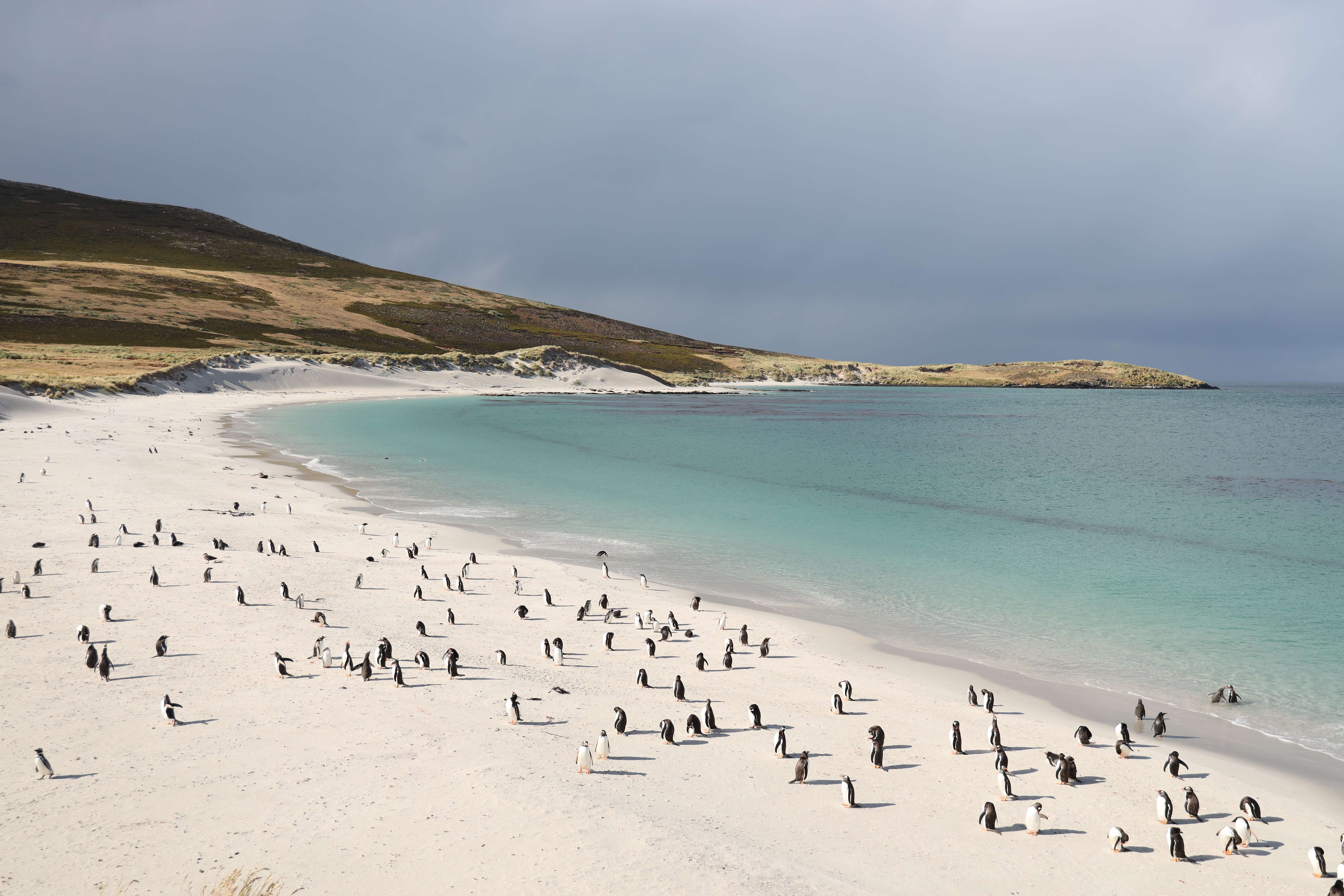 Carcass Island