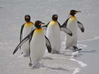 Emperor penguins