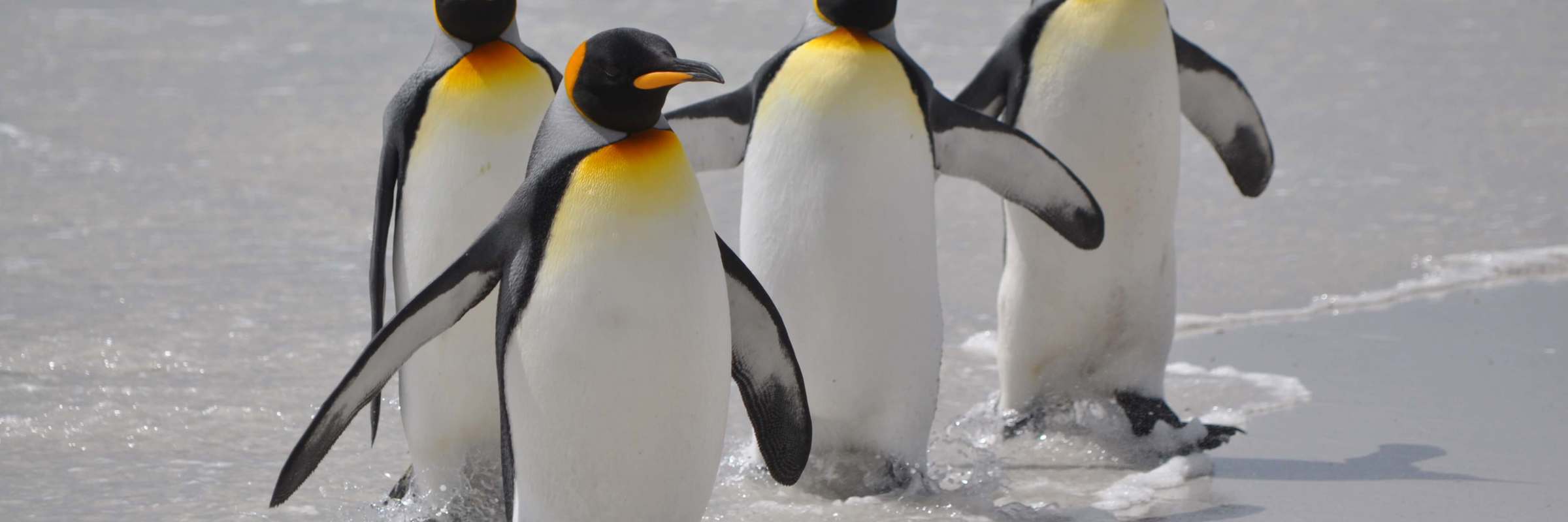 Emperor penguins