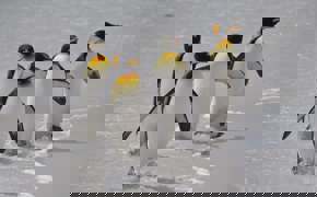 Emperor penguins