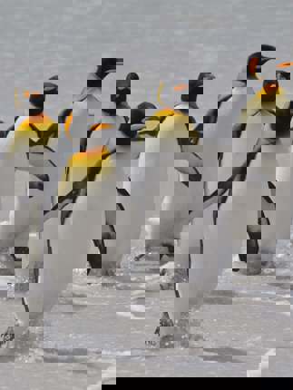 Emperor penguins