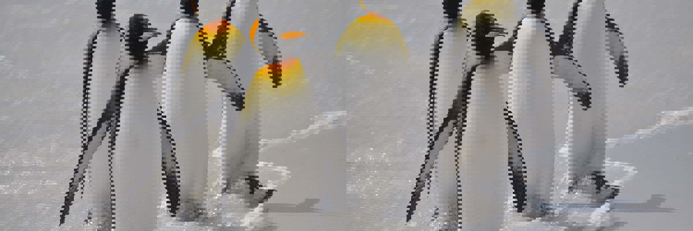 Emperor penguins