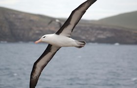 Birdlife, Falkland Islands