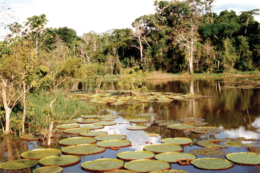 Water Lillies