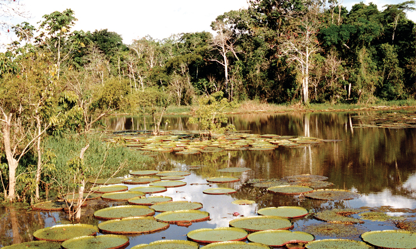 Water Lillies