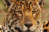 Close-up of female jaguar at Casa Caiman in Brazil's Pantanal, showcasing its striking fur pattern and powerful gaze. 