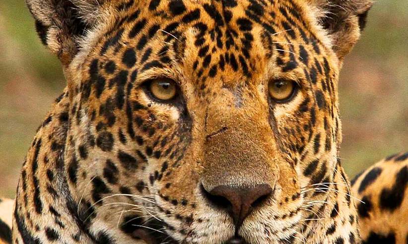 Close-up of female jaguar at Casa Caiman in Brazil's Pantanal, showcasing its striking fur pattern and powerful gaze. 