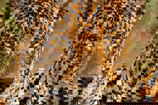 Female jaguar 