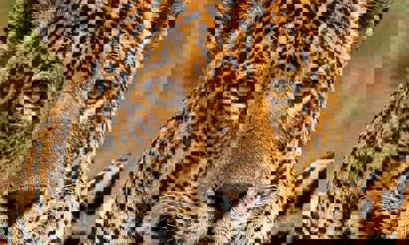Female jaguar 