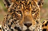 Female jaguar 