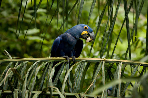 Arara Azul Hyacinth Macaw