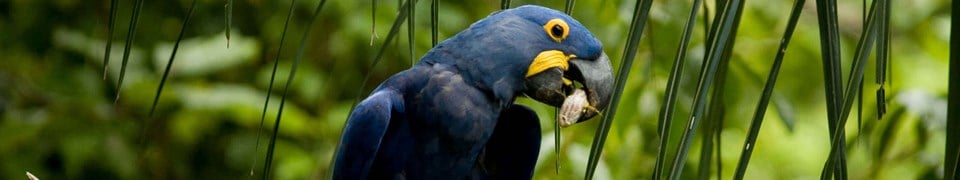 Arara Azul Hyacinth Macaw