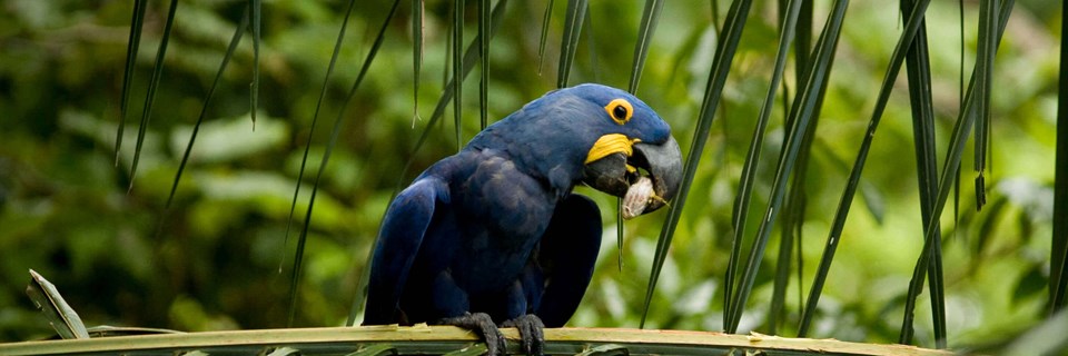 Arara Azul Hyacinth Macaw