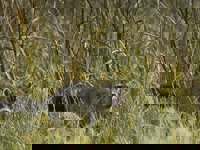 Crab-eating raccoon spotted among tall grasses in the Pantanal wetlands of Brazil. 