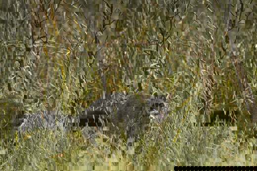 Racoon