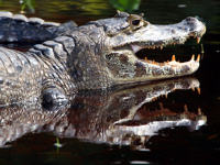 Close-up of a Jacare caiman with open mouth in the wetlands of  the Pantanal, Brazil. 