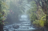 Peaceful tropical garden stream flowing down stone steps surrounded by lush foliage.