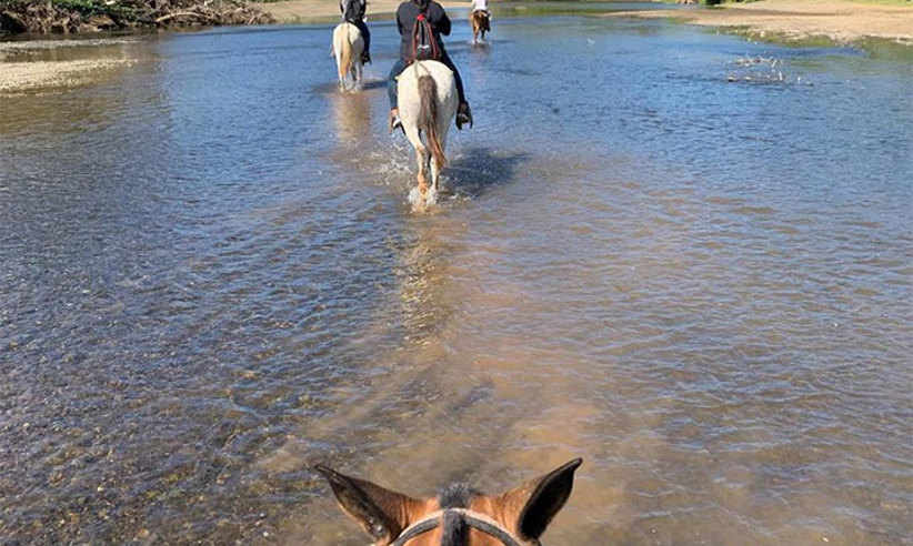 Horse Riding