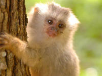 A baby marmoset clinging to a tree trunk in the Pantanal region of Brazil. 