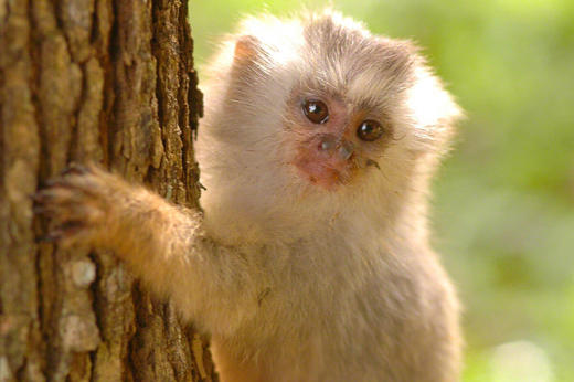 A baby marmoset clinging to a tree trunk in the Pantanal region of Brazil. 