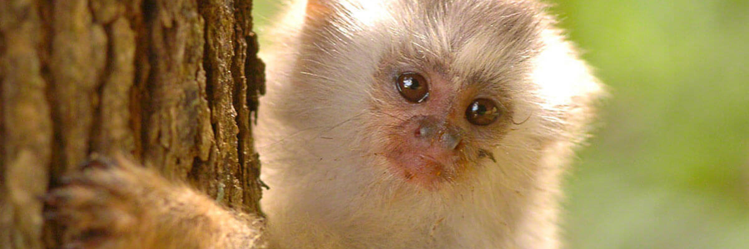 A baby marmoset clinging to a tree trunk in the Pantanal region of Brazil. 