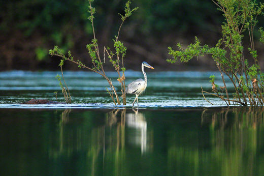Birdlife 2