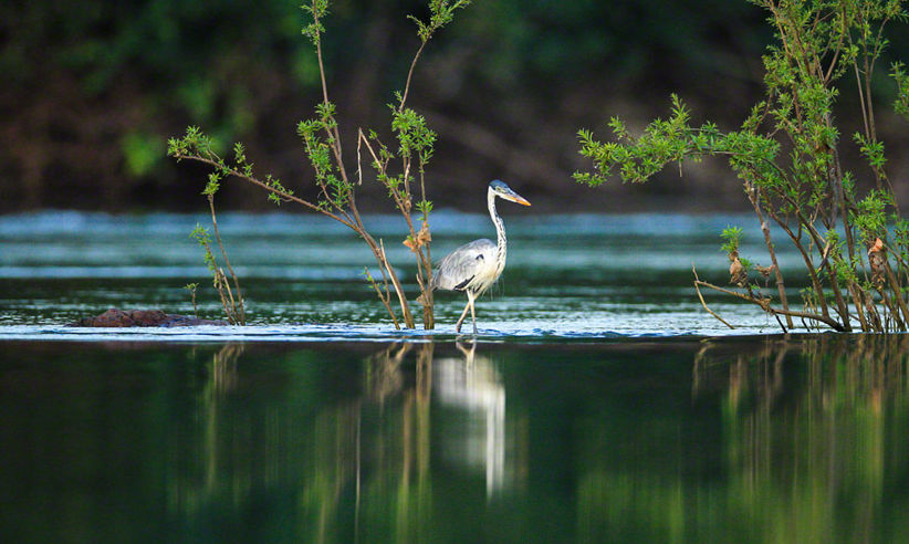 Birdlife 2