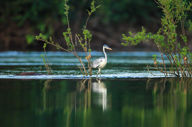 Birdlife 2