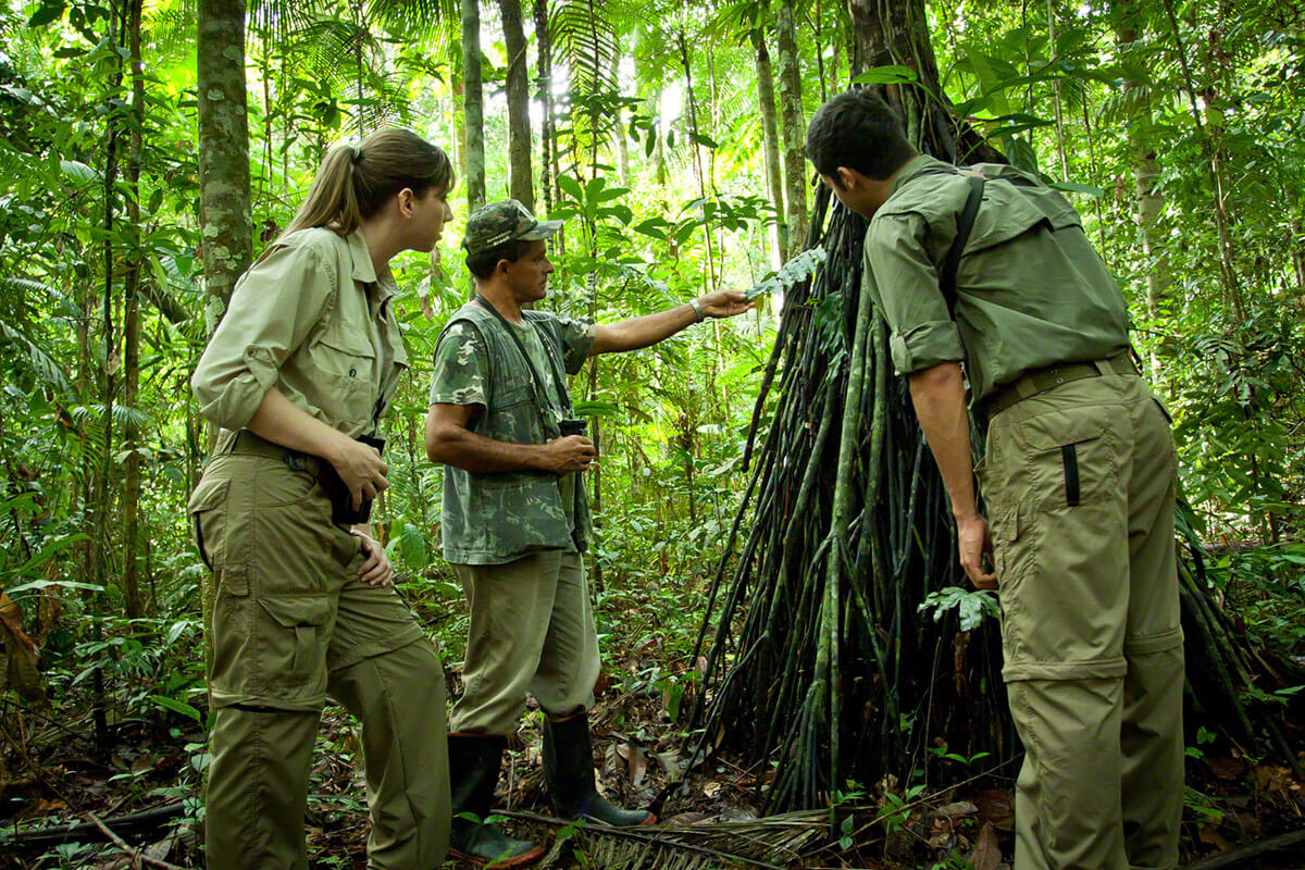 Expert guide leading a jungle walk with guests in the Amazon rainforest near EcoPark Lodge, Brazil. 