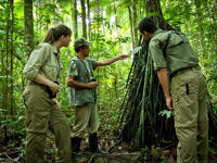 Expert guide leading a jungle walk with guests in the Amazon rainforest near EcoPark Lodge, Brazil. 