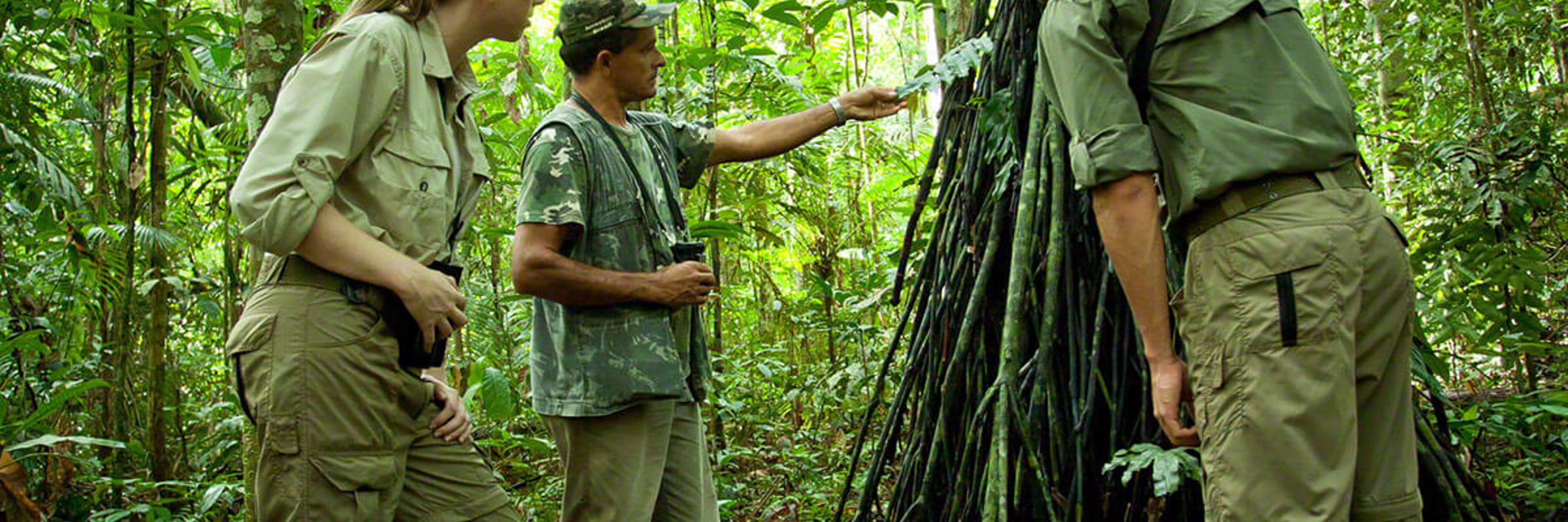 Expert guide leading a jungle walk with guests in the Amazon rainforest near EcoPark Lodge, Brazil. 