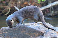 A giant river otter standing on a rock near the water at Cristalino Lodge in Brazil's Pantanal. 