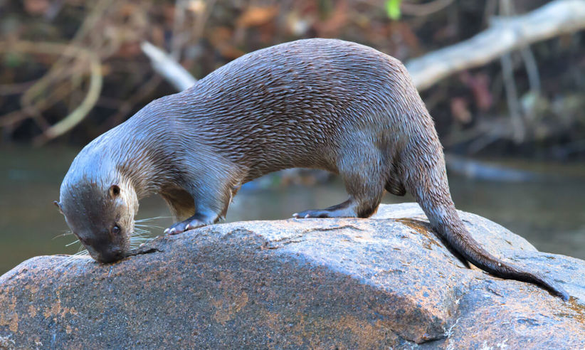 A giant river otter standing on a rock near the water at Cristalino Lodge in Brazil's Pantanal. 