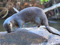 A giant river otter standing on a rock near the water at Cristalino Lodge in Brazil's Pantanal. 