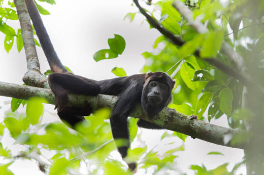 Howler monkey