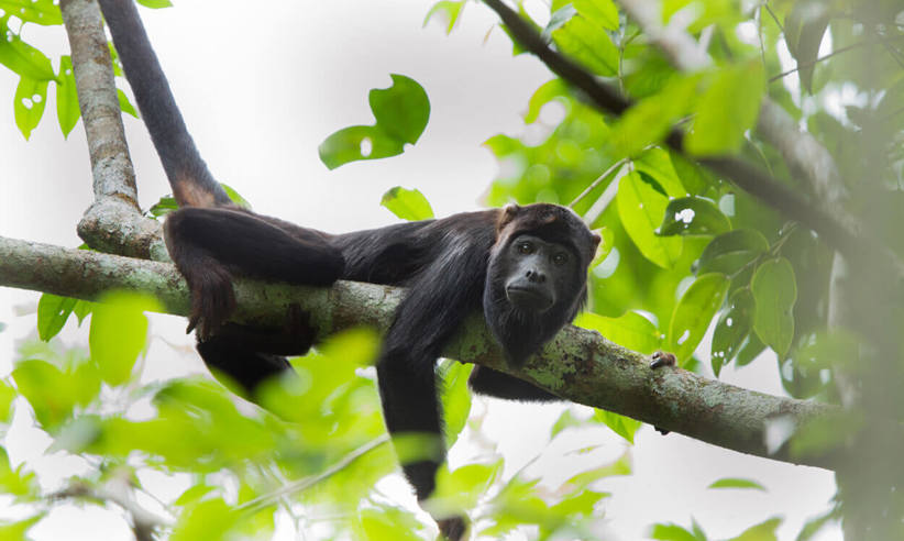 Howler monkey