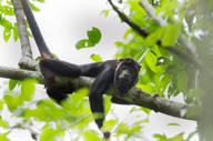 Howler monkey