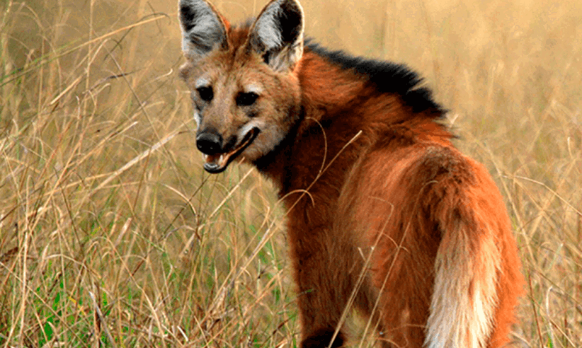 Lobo