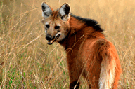 Lobo