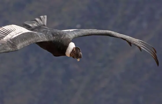 Admire the condors