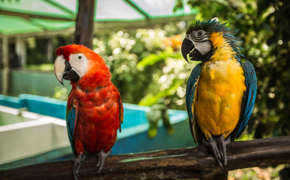 Parrots in the Amazon