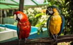 Parrots in the Amazon
